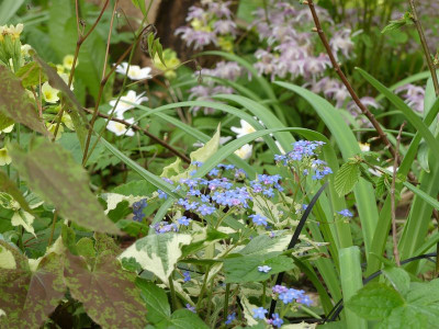 2024-04-07 Gartenimpressionen 16.jpg