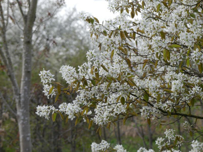 2024-04-07 Amelanchier lamarckii 2.jpg