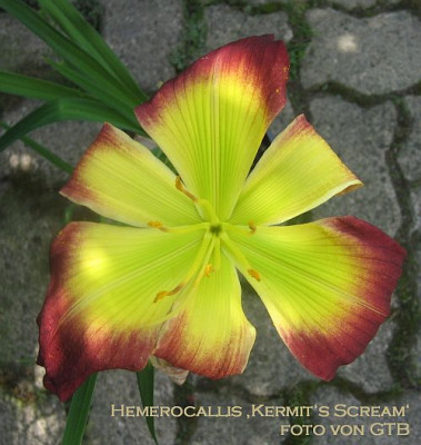 Kermits_Scream_21651.jpg