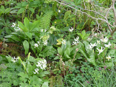 2024-04-07 Erythronium 'White Beauty' 2.jpg