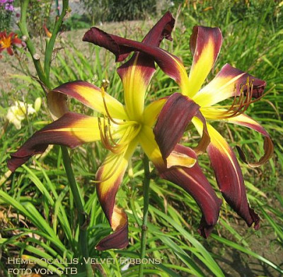 Velvet_Ribbons21905.jpg