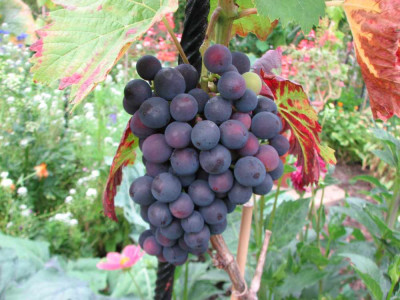 wein_k_2008.jpg