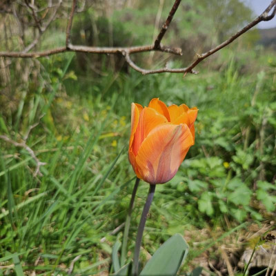 Tulipa Prinses Irene 20240408_145838.jpg