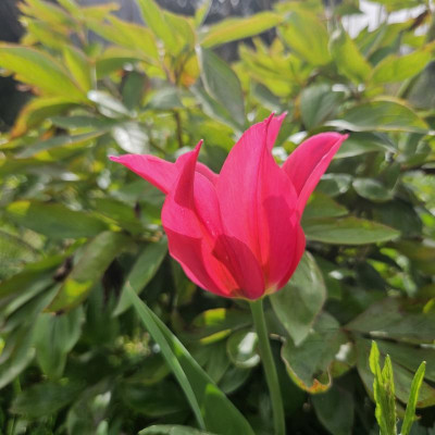 Tulipa pink 20240408_145851.jpg
