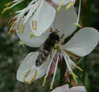 c_schwebfliege.jpg