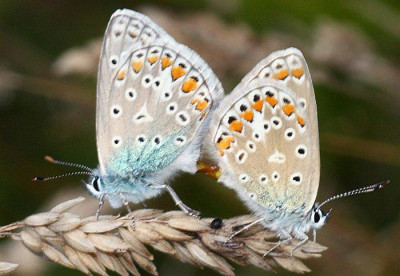 Polyommatus_icarus_-_Hauhechelblaeuling_01.jpg