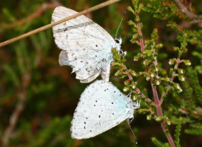 Celestrina_argiolus_-_Faulbaumblaeuling_06a.jpg