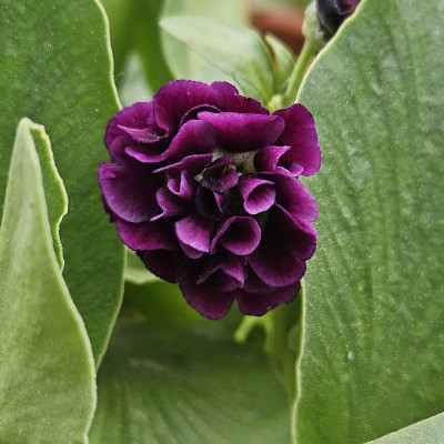Primula Auricula Camelot 20240409_130301.jpg