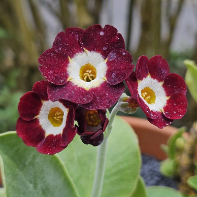Primula Auricula Dale's Red 20240409_130315.jpg