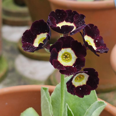 Primula Auricula Lintz 20240409_130222.jpg