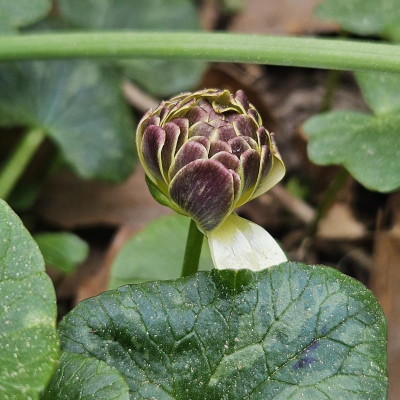 Ranunculus ficaria  'Graham Joseph' 20240409_130141.jpg