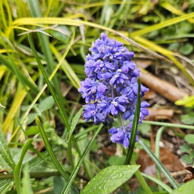 Muscari armeniacum Double 20240409_153109.jpg