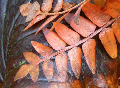osmunda_dopogelo.jpg