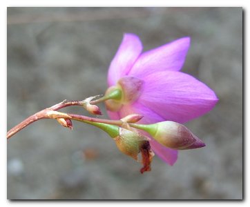 Blumen2oo8_001.jpg