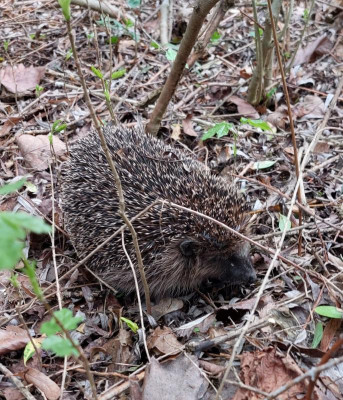 Igel.jpg