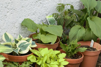 IMG_9391 Hostas.jpg