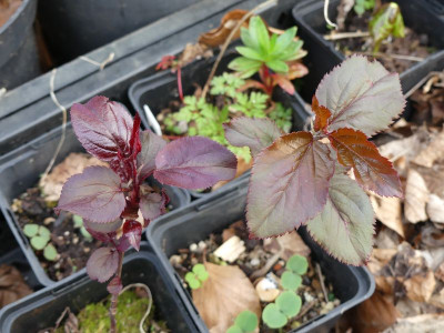2024-04-07 Prunus 2.jpg