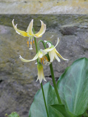 2024-04-08 Erythronium 'Joanna' 1.jpg