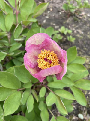 Paeonia mlokosewitschii Pink April 2024.jpg