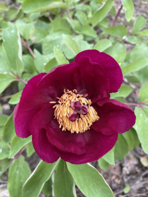 Paeonia mlokosewitschii April 2024.jpg