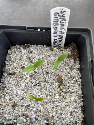 Syringa pekinensis Germination April 2024.jpg