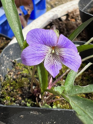 2024-04-09 Viola triloba.jpg