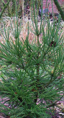cryptomeria_dacrydioides.jpg