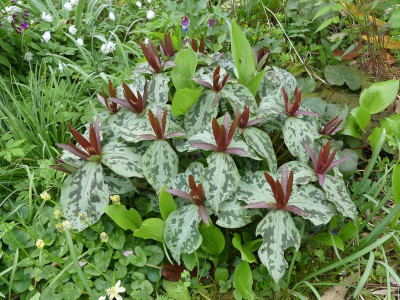 2024-04-09 Trillium sessile.jpg
