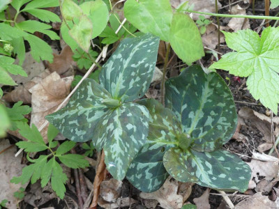 2024-04-09 Trillium luteum.jpg