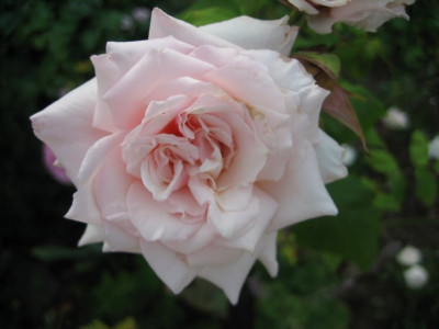 31.07.08_Souvenir_du_President_Carnot.jpg