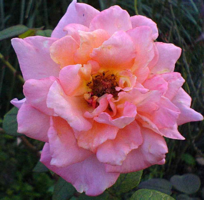 rosa_Unbekannte_I.jpg
