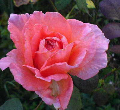rosa_Unbekannte_II.jpg