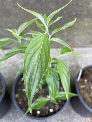 Cornus wilsoniana blad 2024.jpg