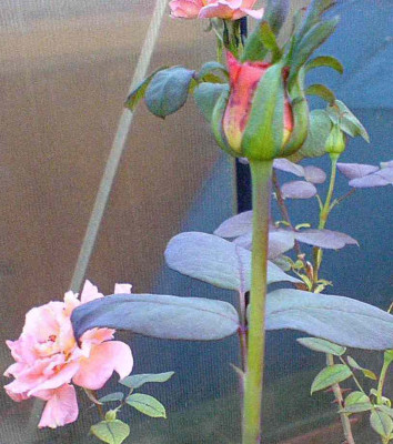 rosa_Unbekannte_Knospe.jpg
