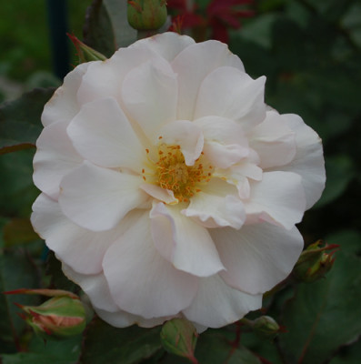 Penelope_0010__S1_34190.jpg