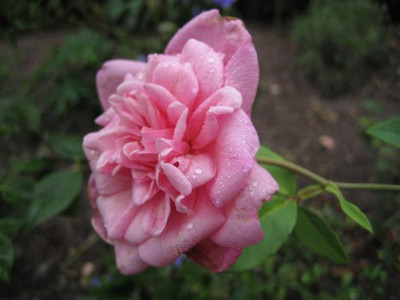 IMG_3299_Small.JPG
