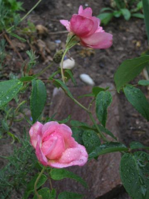 IMG_3291_Small.JPG