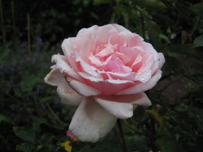 IMG_3295_Small.JPG