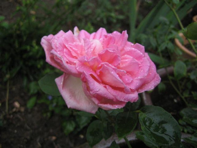 IMG_3297_Small.JPG