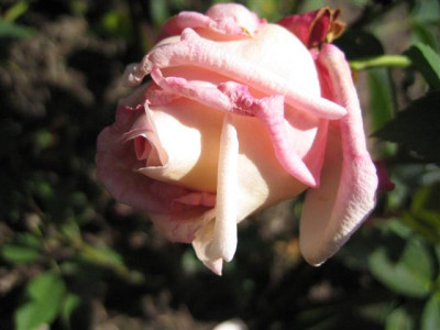 IMG_3280_Small.JPG