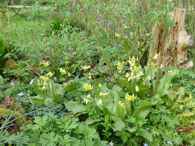 2024-04-11 Erythronium 'Pagoda' 1.jpg