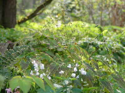 2024-04-11 Epimedium 'Rik' 1.jpg