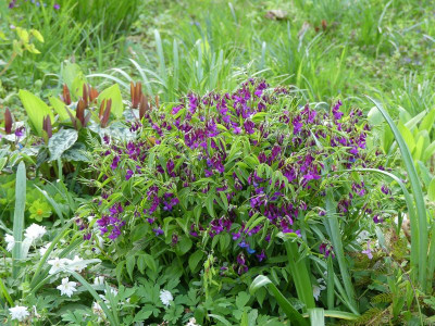 2024-04-11 Lathyrus vernus 1.jpg