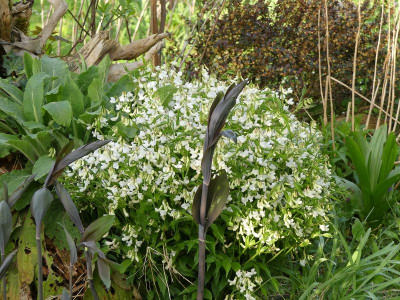 2024-04-11 Lathyrus vernus 3.jpg