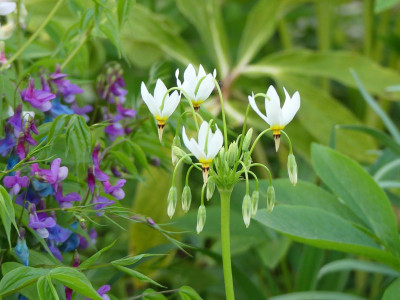 2024-04-11 Dodecatheon meadia 'Alba' 1.jpg