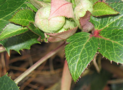 HelleborusKnospe_2.jpg