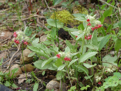 2024-04-07 Pulmonaria 'Rachel Vernie'.jpg