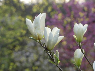 2024-04-11 Magnolia 'Yellow River' 2.jpg