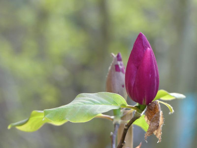 2024-04-11 Magnolia 'Emperor' 1.jpg