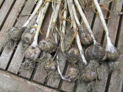 knoblauch010808.jpg